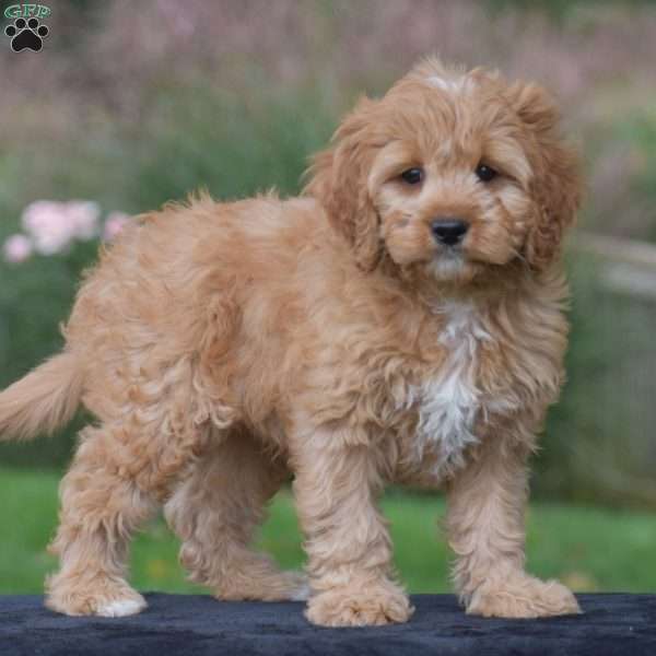 Jasper, Cavapoo Puppy